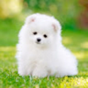 Meet your Posher, Addi